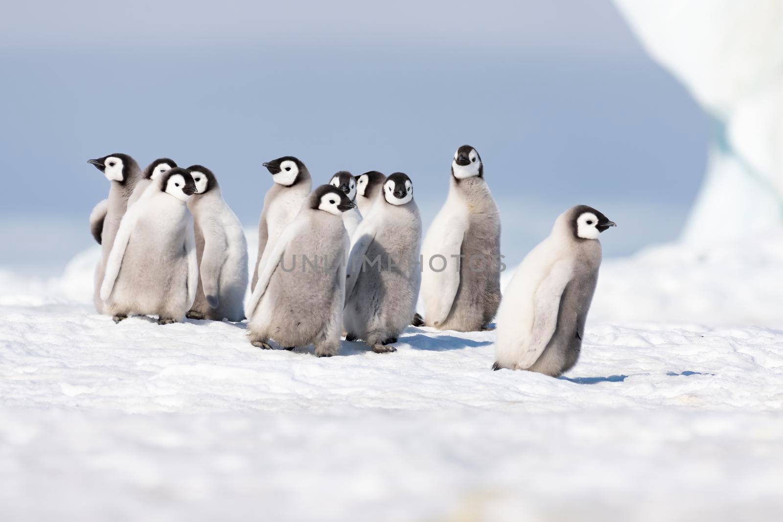Emperor Penguin chicks at Snow Hill Antarctica 2018