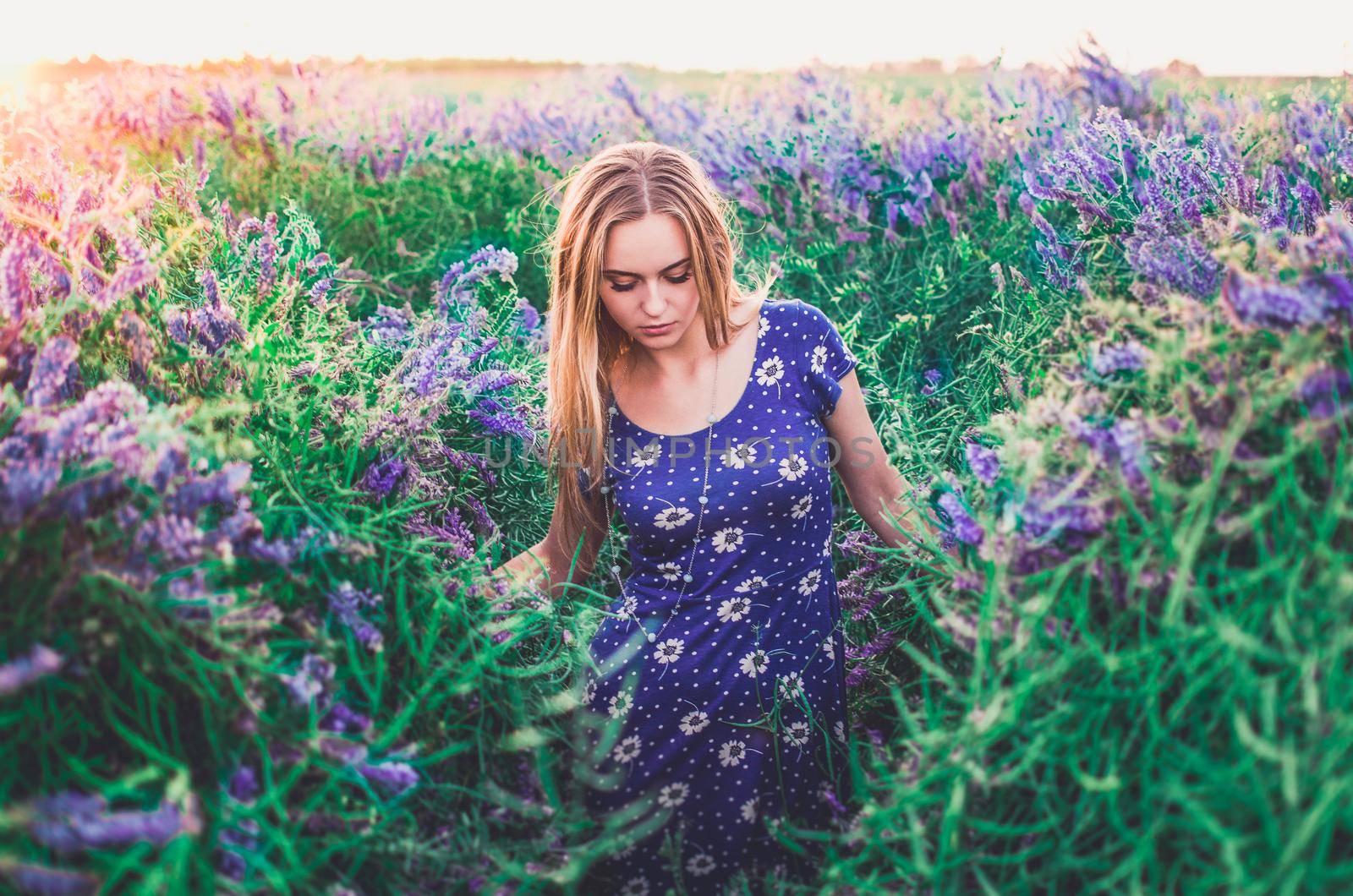 light-skinned European blonde young slim girl walks on tall grass overgrown with purple flowers. Women's blue short skin-tight dress with white daisy print.