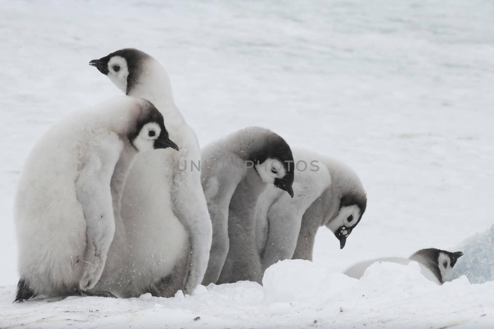 Emperor Penguins chicks at Snow Hill Antarctica 2018