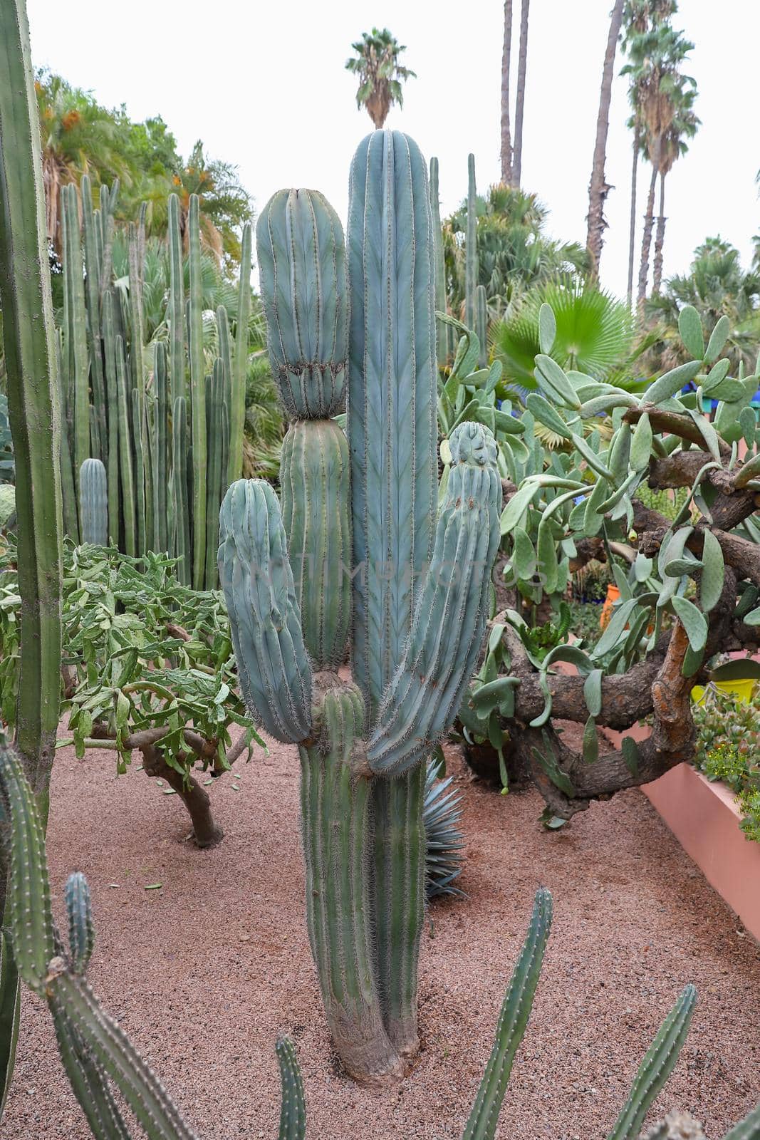 Cactuses in Majorelle Garden in Marrakech, Morocco by EvrenKalinbacak