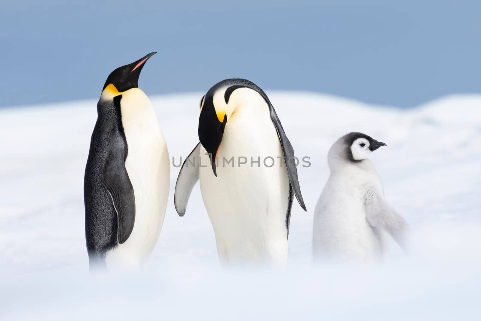 Two Emperor Penguins with chick at Snow Hill, Antarctica2018
