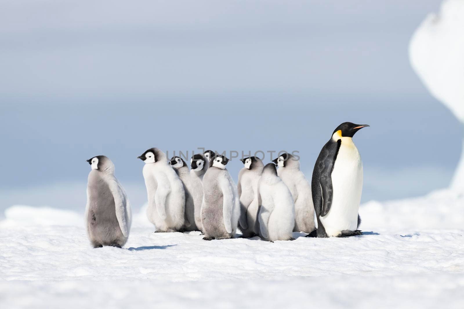 Emperor Penguin with chicks at Snow Hill, Antarctica2018
