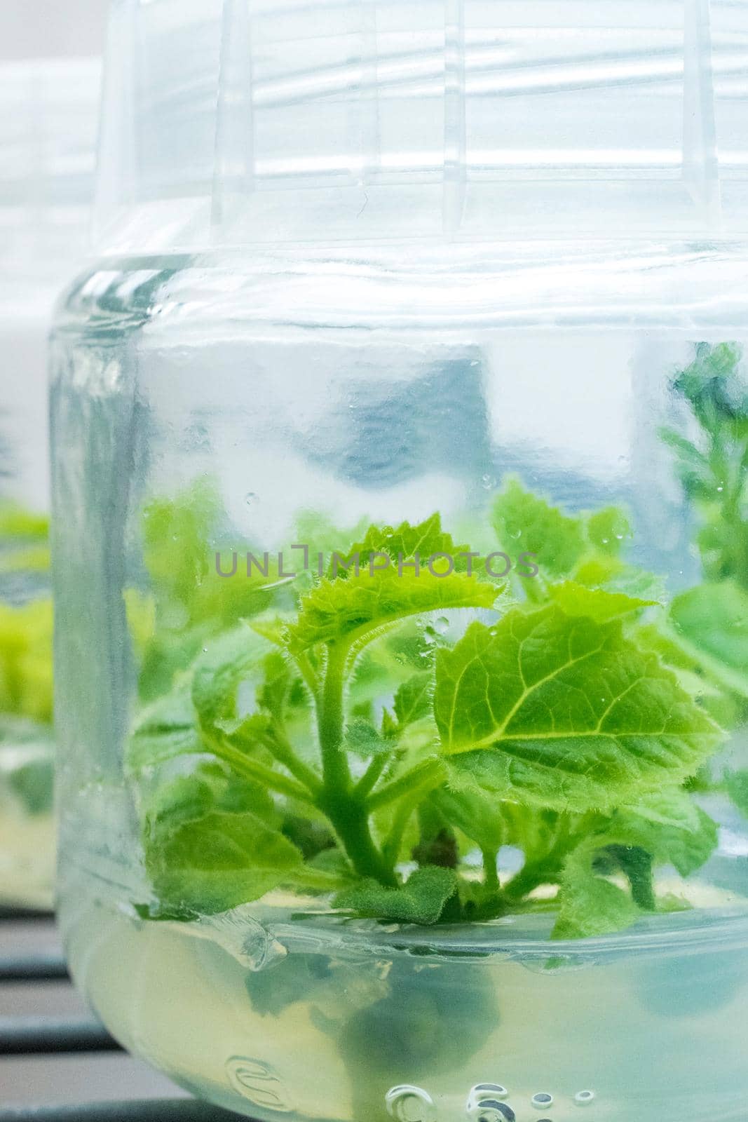 Micropropagation of plants in laboratory under artificial lighting. by RecCameraStock