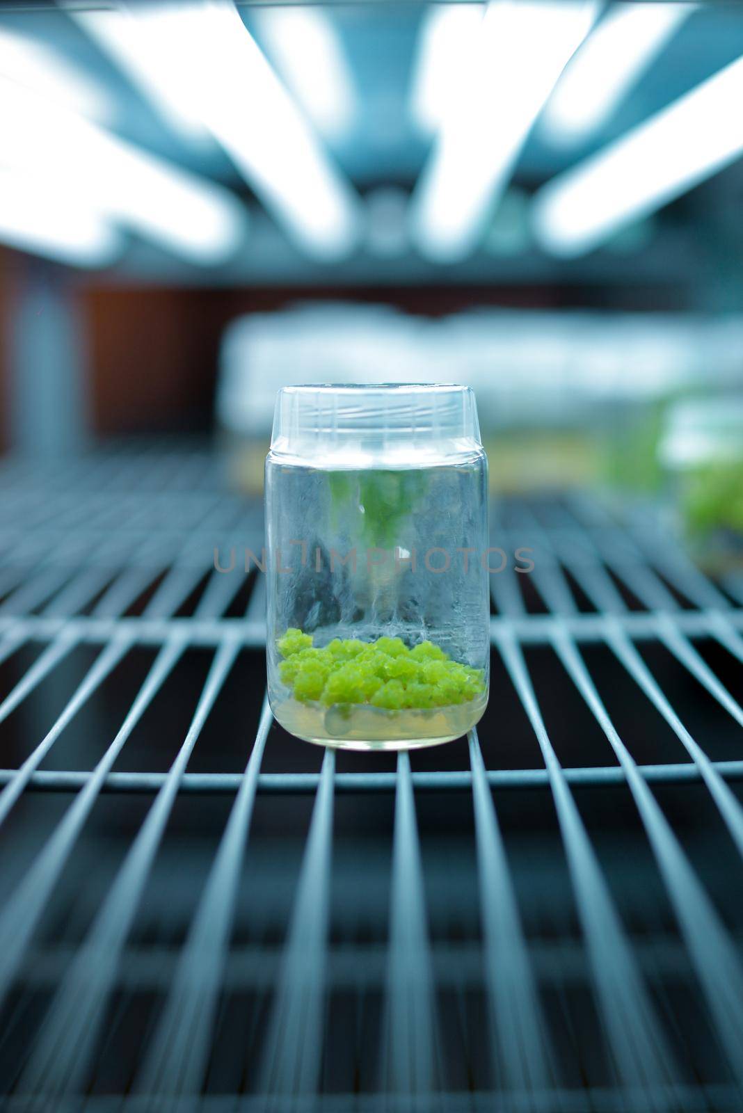 Plant callus tissue culture, biology science for plant regeneration. Various plants cultivated in vitro in dishes and tubes in nutrient medium, biotechnology concept In vitro growth medium.