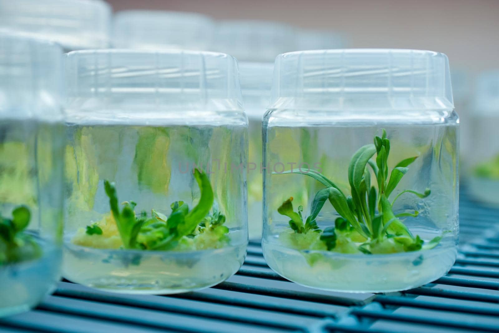 Biology science for plant regeneration. In vitro plant growth under controlled and sterile conditions. Various plants species cultivated in vitro in nutrient medium, biotechnology concept