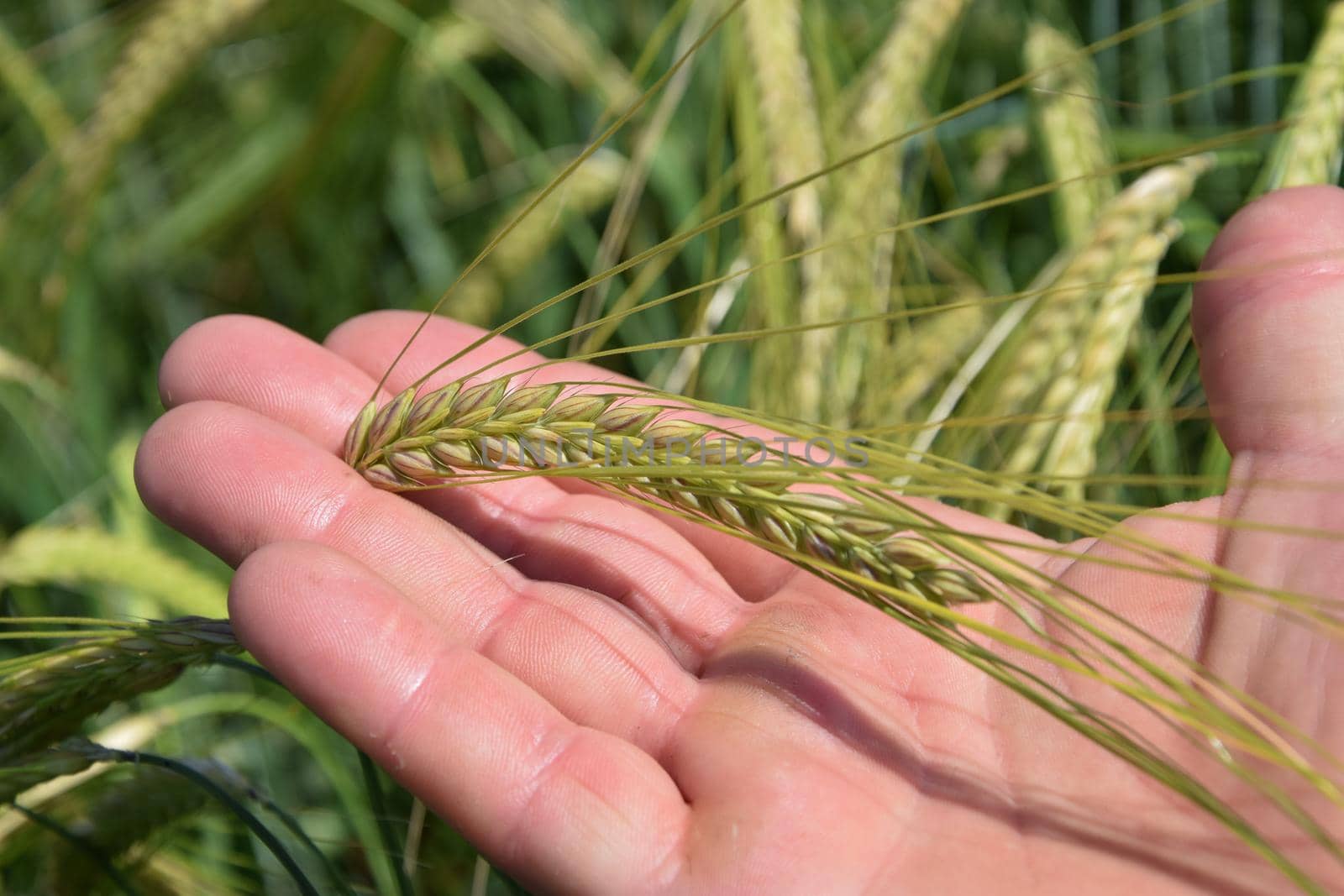 Farmer holds green wheat in his hand by RecCameraStock