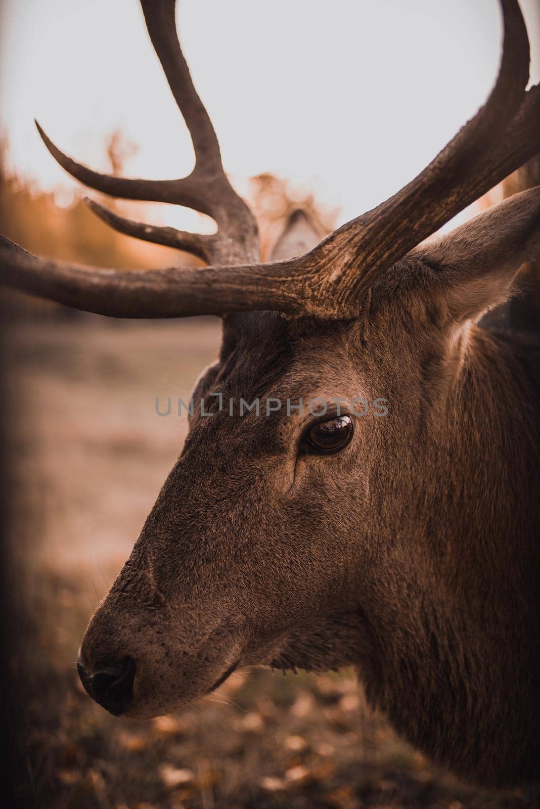 Deer with large branched horns. In the natural habitat. Gold autumn. Sunny day. Top view. Wild life. Natural background. Trophy. Hunting.