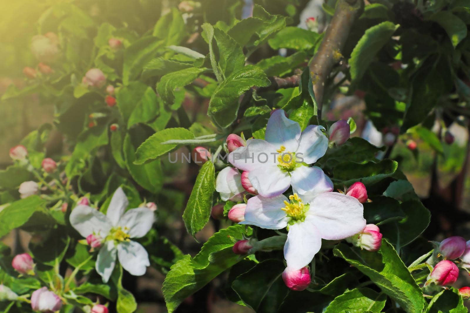 A branch of a flowering apple tree in the garden in the spring on a sunny day