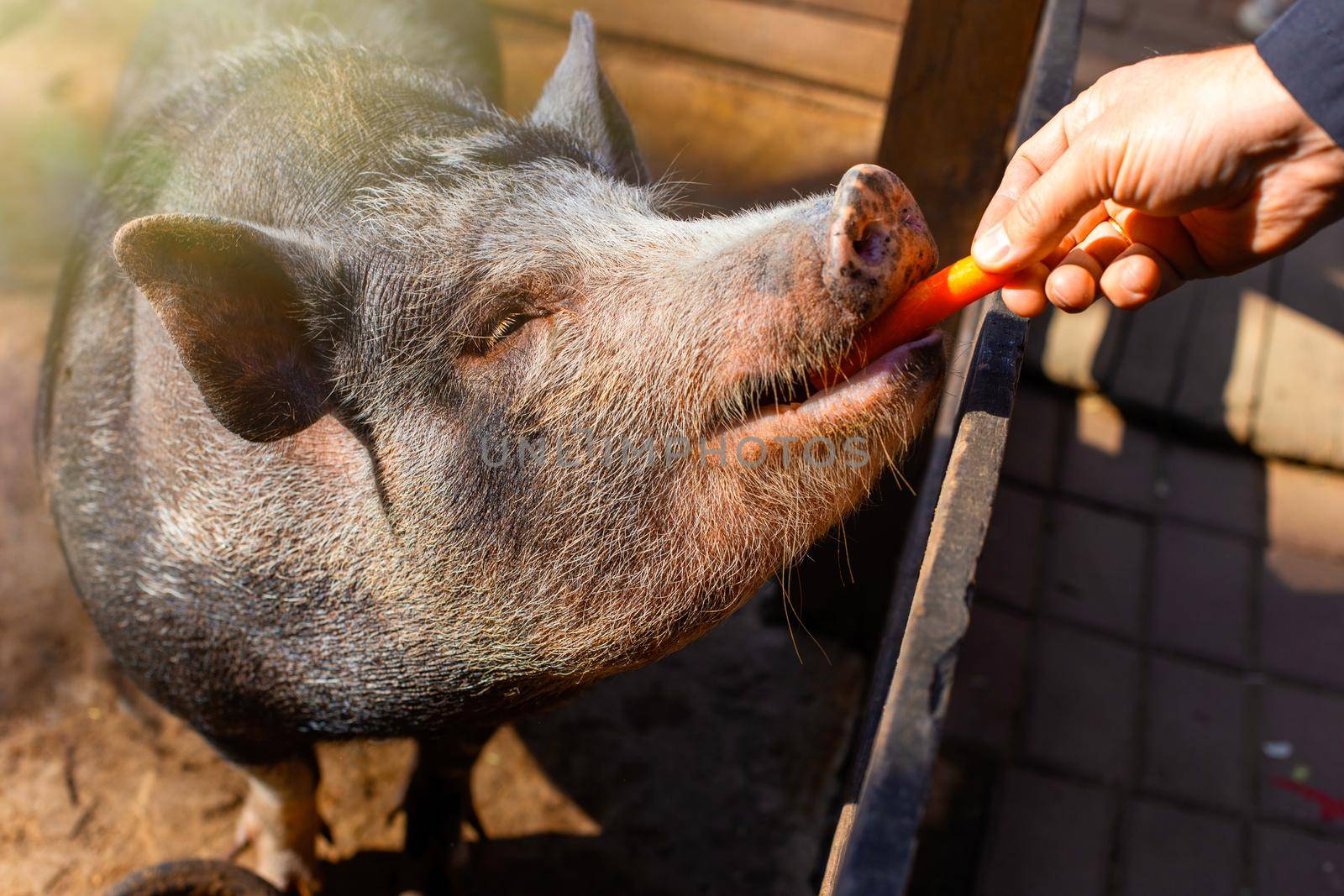 A mans hand feeds carrots to a small black pig standing in a wooden corral on a farm. Close. copy space