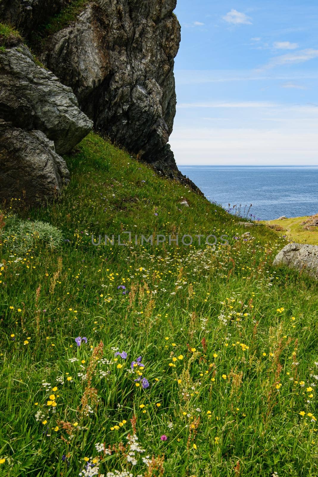 Wildflowers grow in a Meadow on the coast of Newfoundland