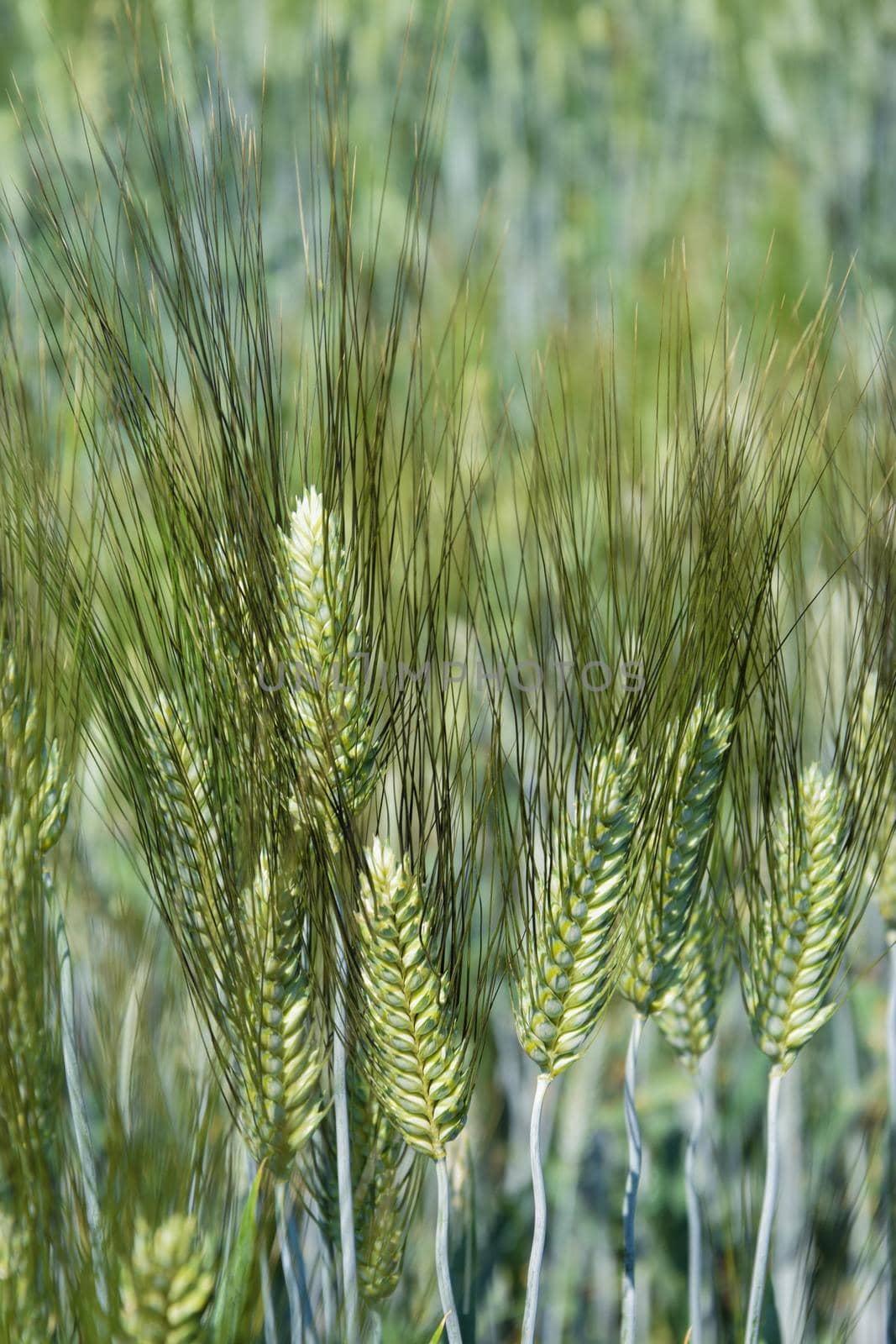 Green grain ears in the field. Crop science research. Agricultural cereal resources. Smart farm, organic farm.