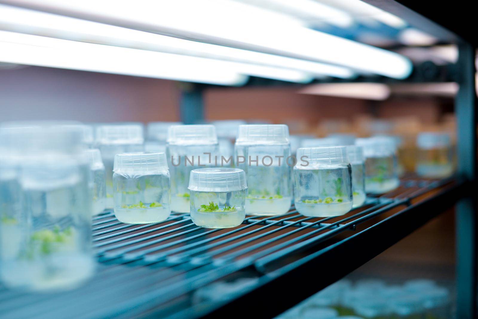 Plant callus tissue culture. Biology science plant regeneration. Various plants cultivated in vitro in dishes and tubes in nutrient medium, biotechnology concept In vitro growth medium