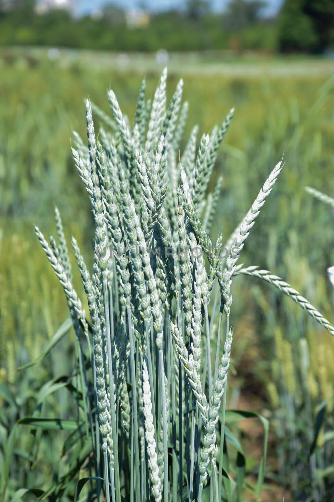 Green grain ears in the field. Crop science research. Agricultural cereal resources. Smart farm, organic farm.