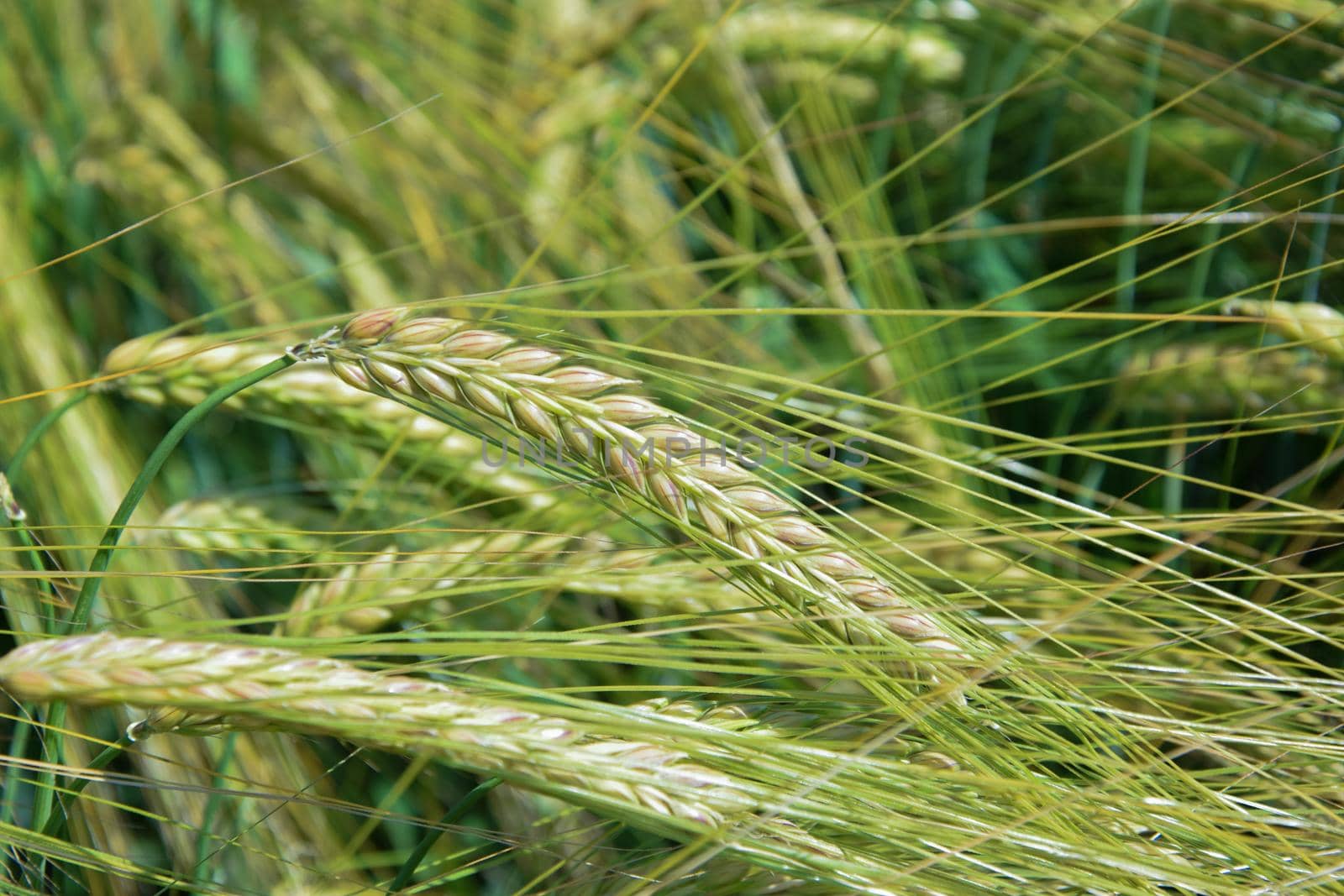 Green agricultural field. Barley green field. Sunny green crop. Crop plants swinging in summer breeze. Agriculture harvest grove. Agricultural growth and farming concept.