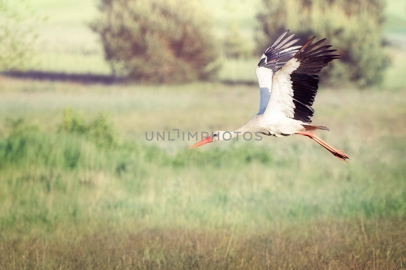 A white Lithuanian stork rising in flight over the green fields of Lithuania