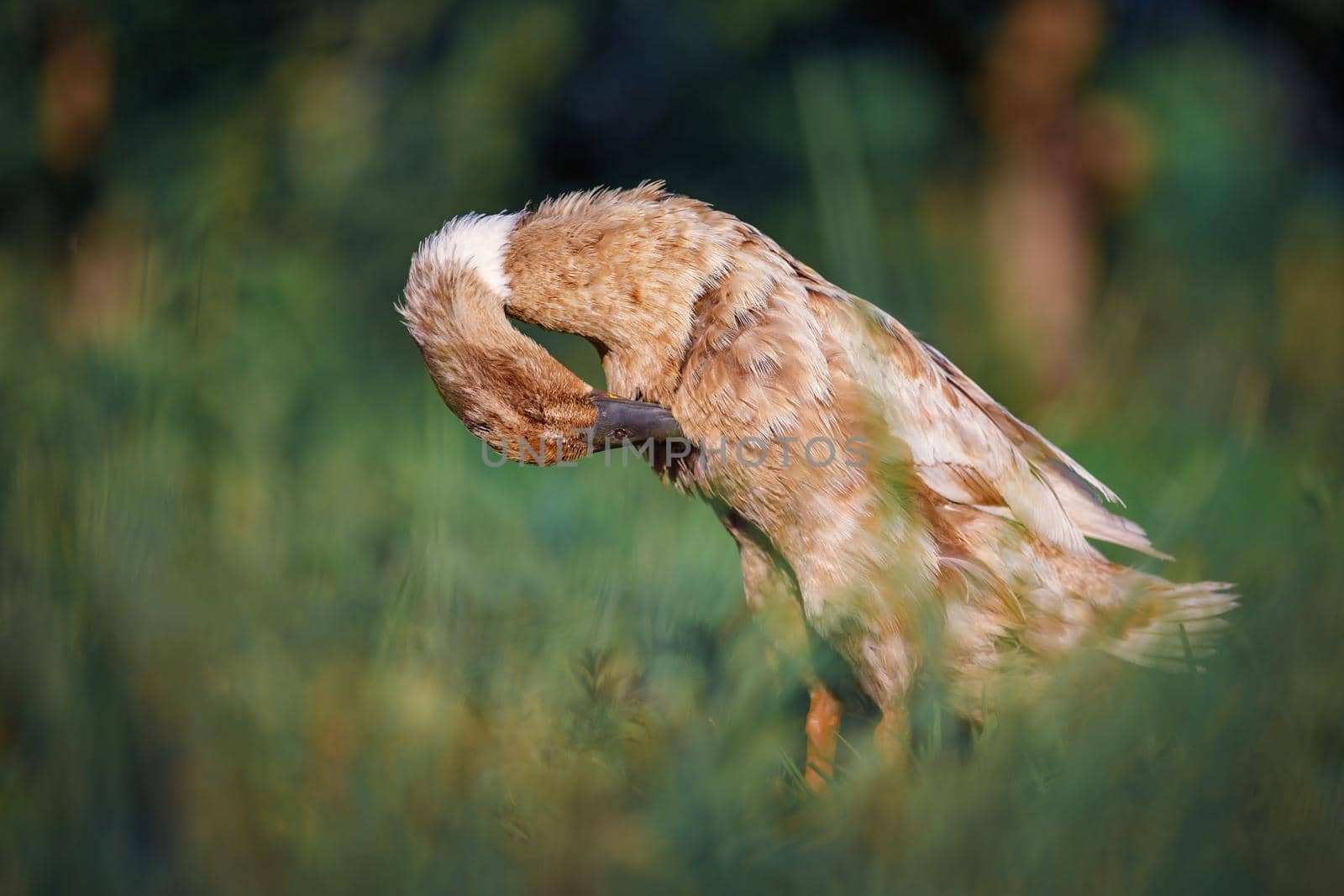 A brown duck in a green meadow scratches its feathers on its chest. by Lincikas