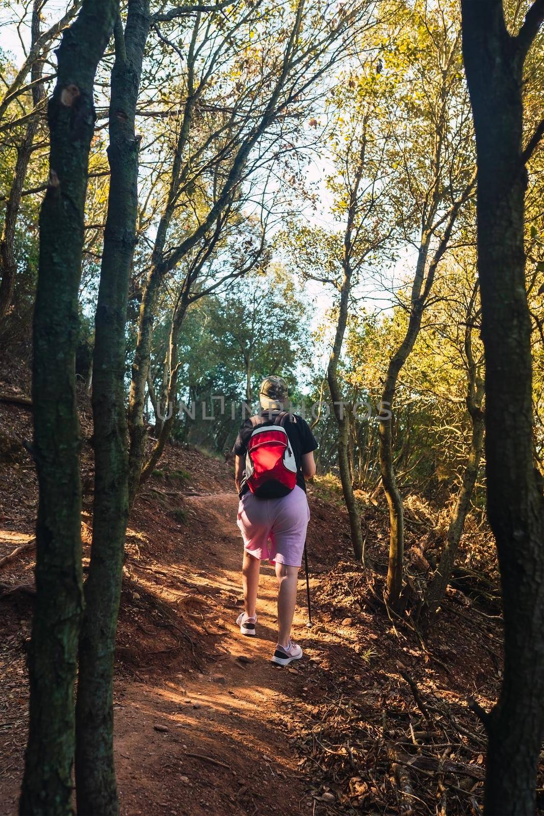 young woman hiking on a forest track. enjoying her holiday. woman walking in nature. hiking poles and mountaineer backpack. natural and warm light. lush vegetation. hiking poles.