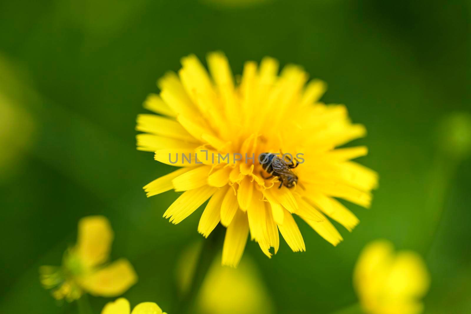 A small bee collects nectar on a yellow dandelion flower