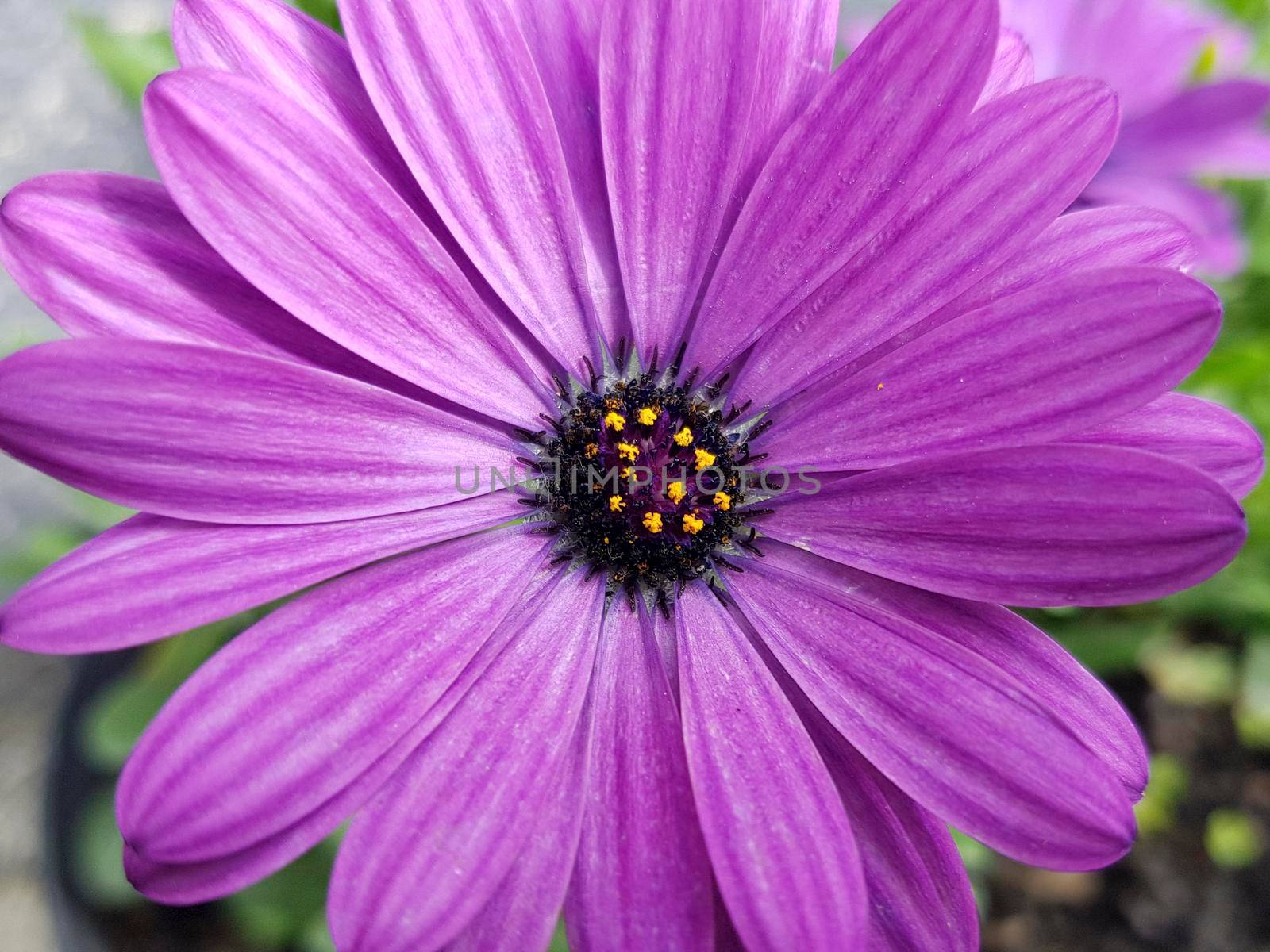 Serenity Purple osteospermum  Flower closeup. Spring flower. Flower Background