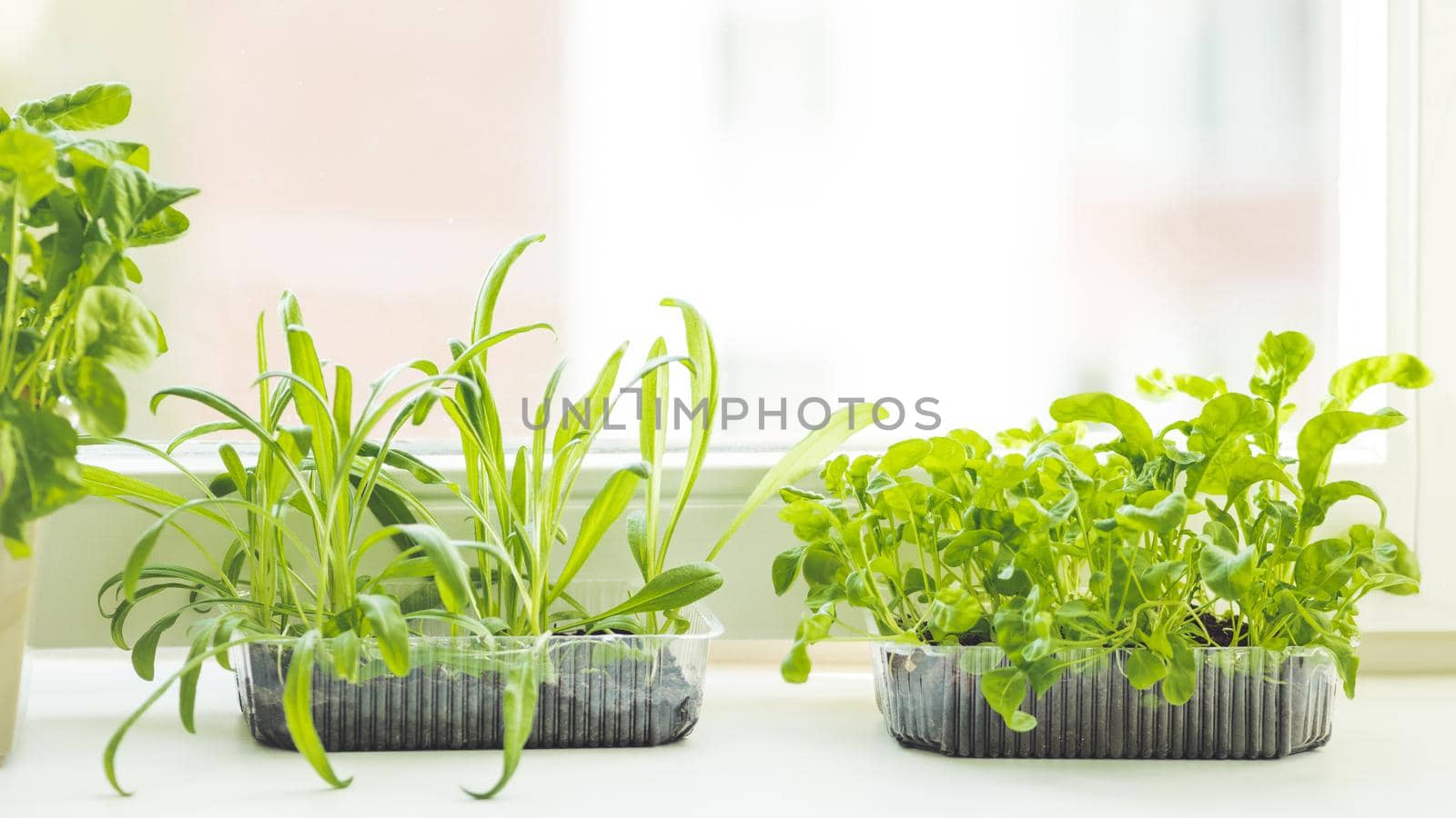 Home gardening. Seedlings of basil and rocket in flower pot on windowsill. Room plants. Reuse of plastic containers for food. Zero waste concept with copy space.