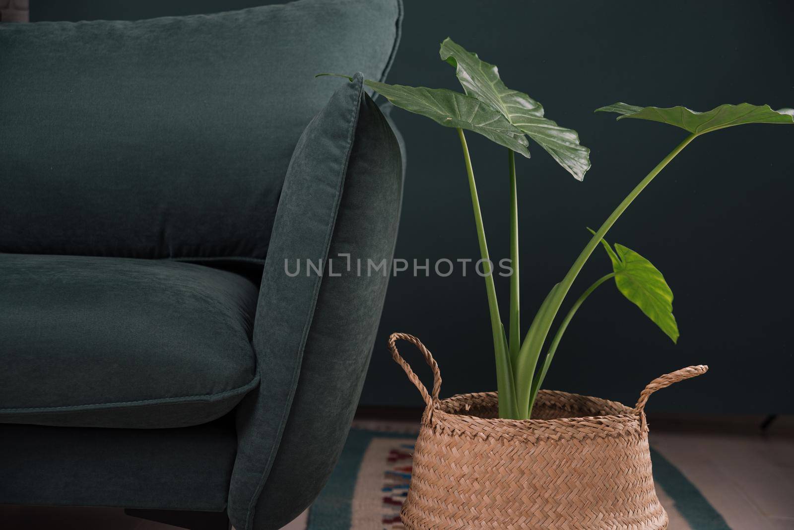 modern scandinavian couch with plant near. urban jungle. High quality photo