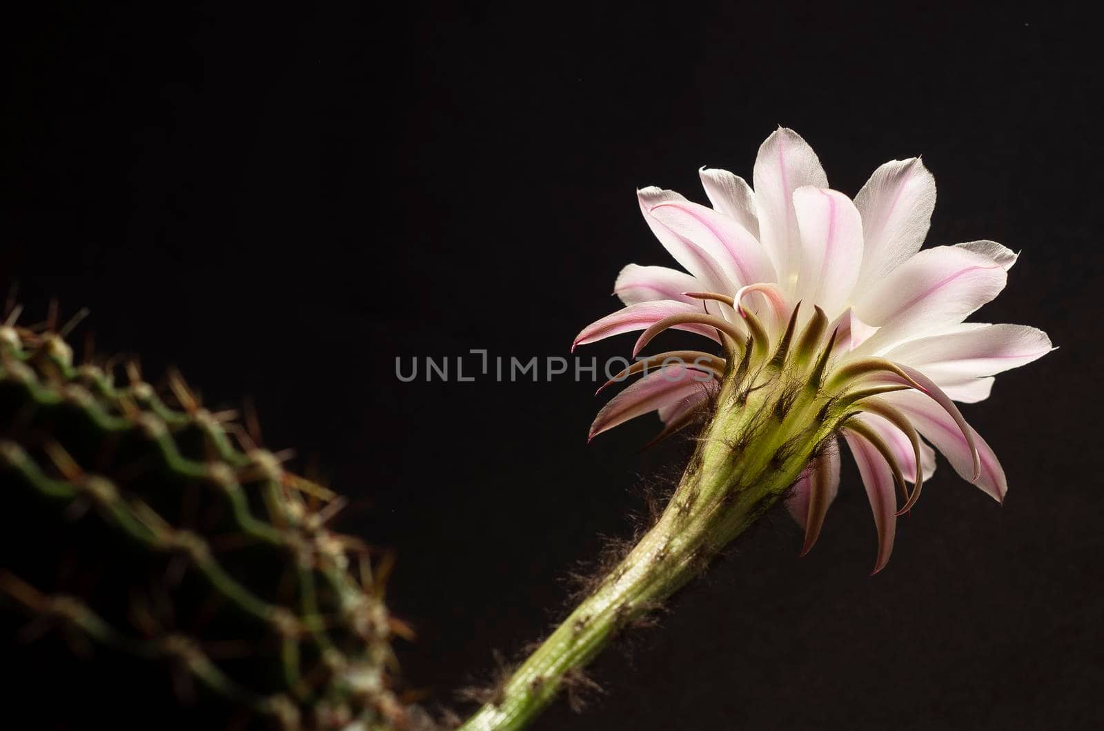 the Beautiful soft pink cactus flower
