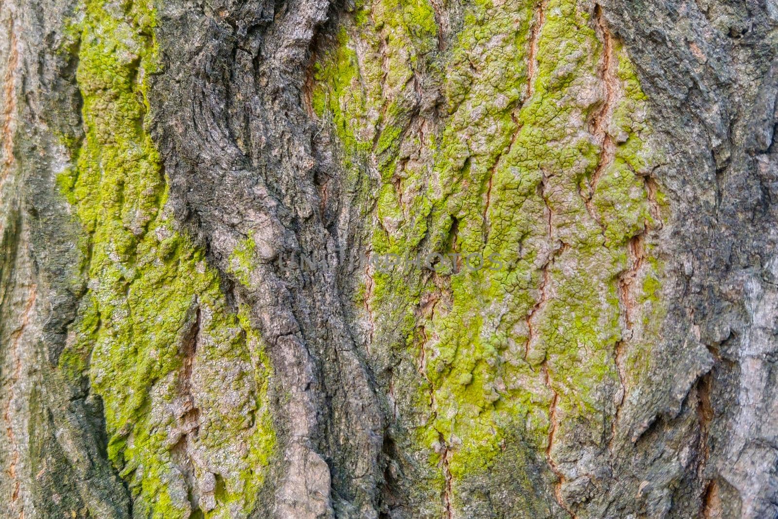 Gray green bark trunk of an old tree, background, texture. by kip02kas