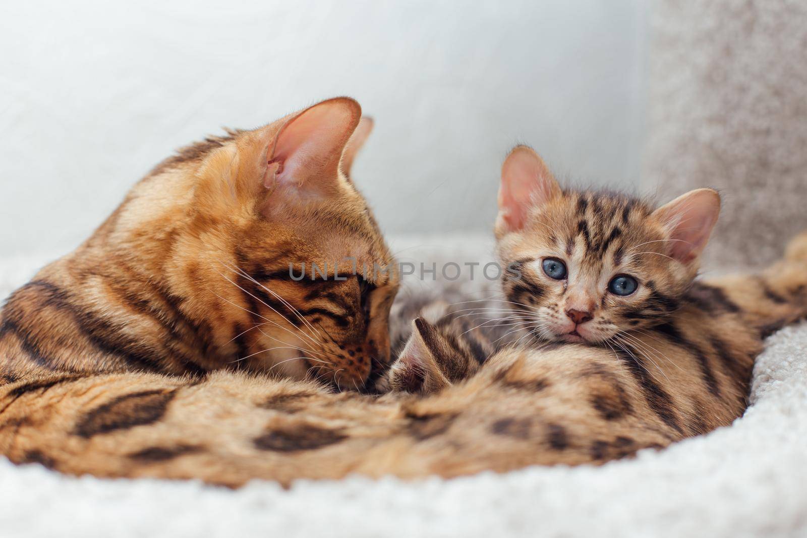 Young cute bengal cat laying with mother-cat on a soft cat's shelf of a cat's house indoors.