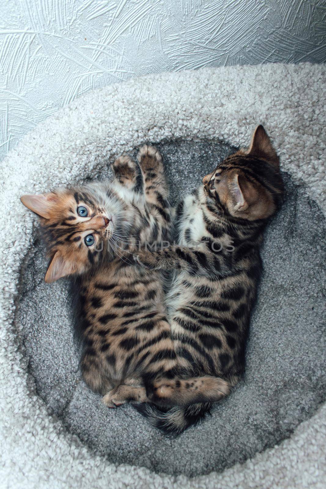 Two young cute bengal cats laying on a soft cat's shelf of a cat's house indoors. Top view.