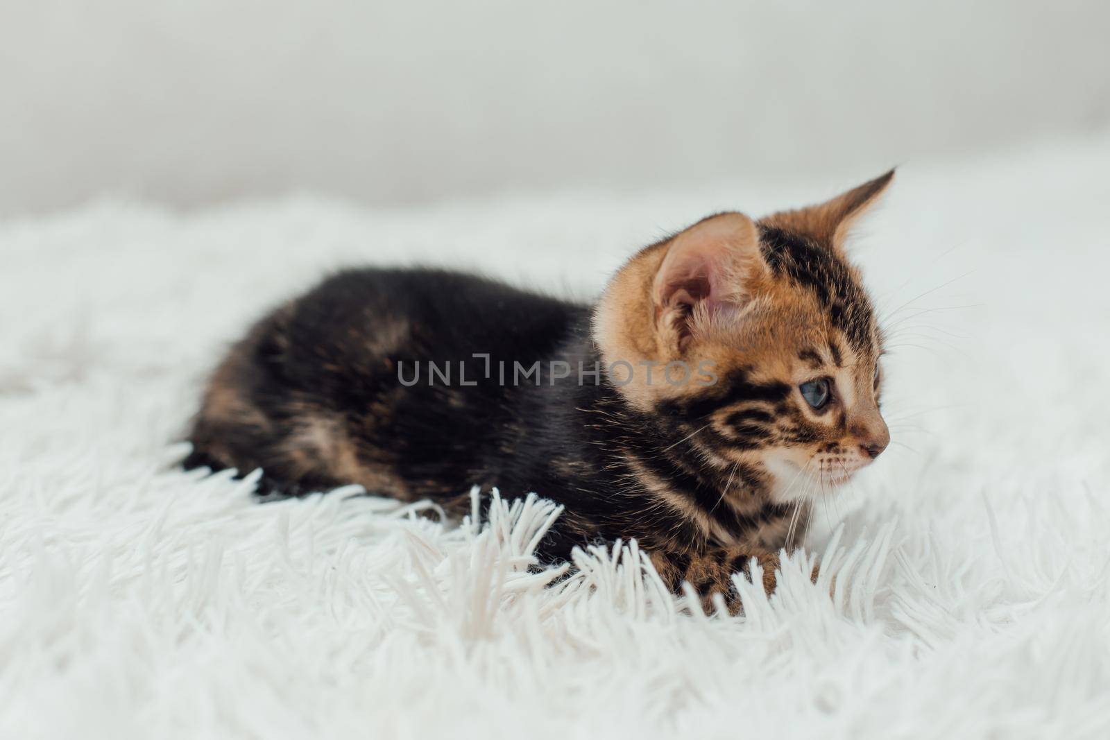 Cute marble bengal one month old kitten on the white fury blanket close-up.
