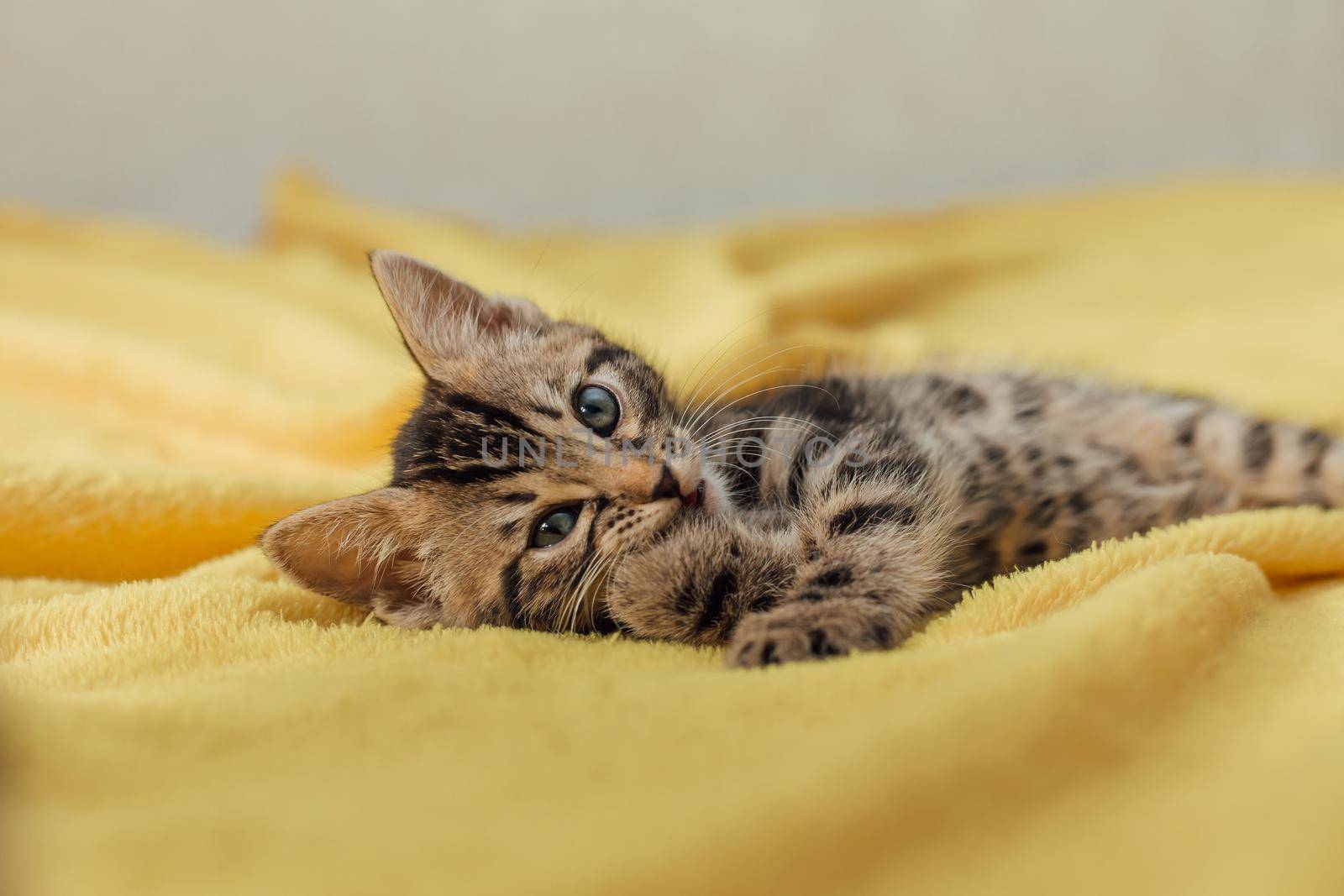 Cute bengal one month old kitten laying on the yellow blanket close-up.