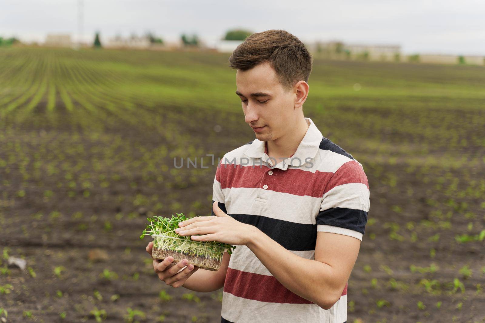 Green microgreen vegeterian food in hands. Handsome man touches microgreen leaves made from sunflower seeds in the field. Vegan food delivery.