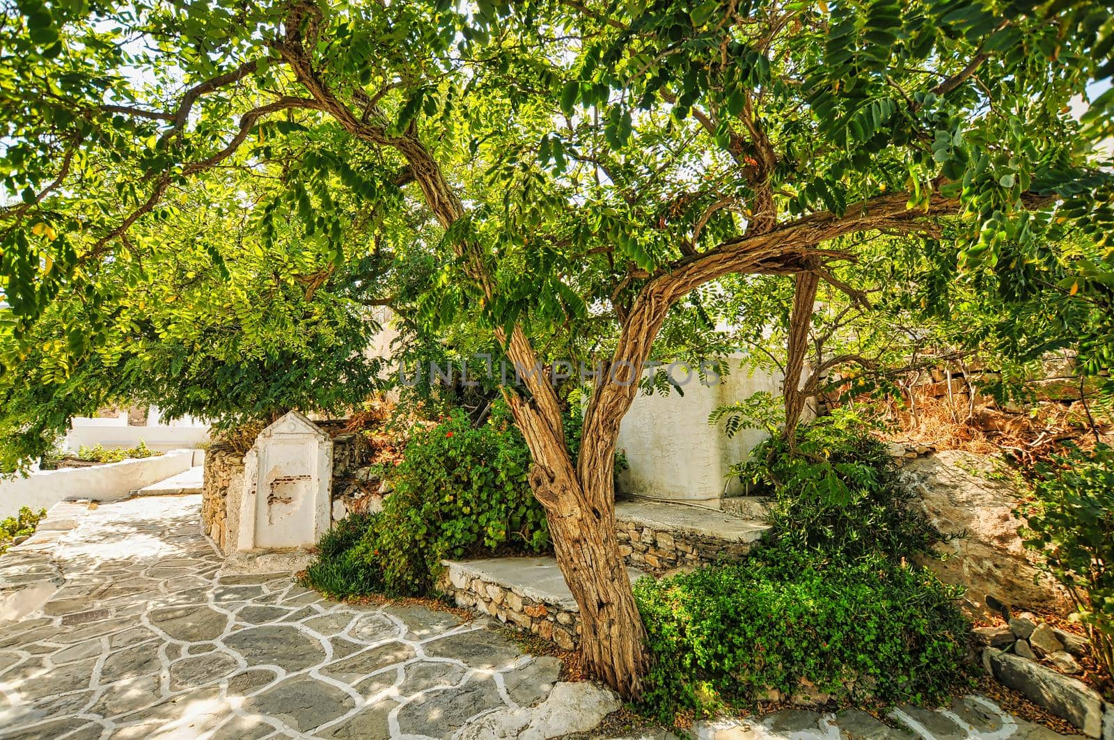 Tree in Chora village in Sikinos island Greece by feelmytravel