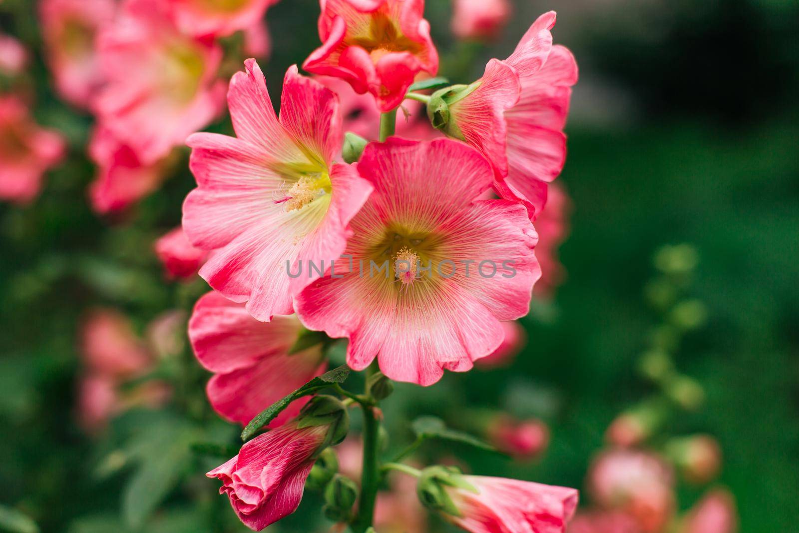 Pink mallow flowers with drops of dew on the petals in a garden