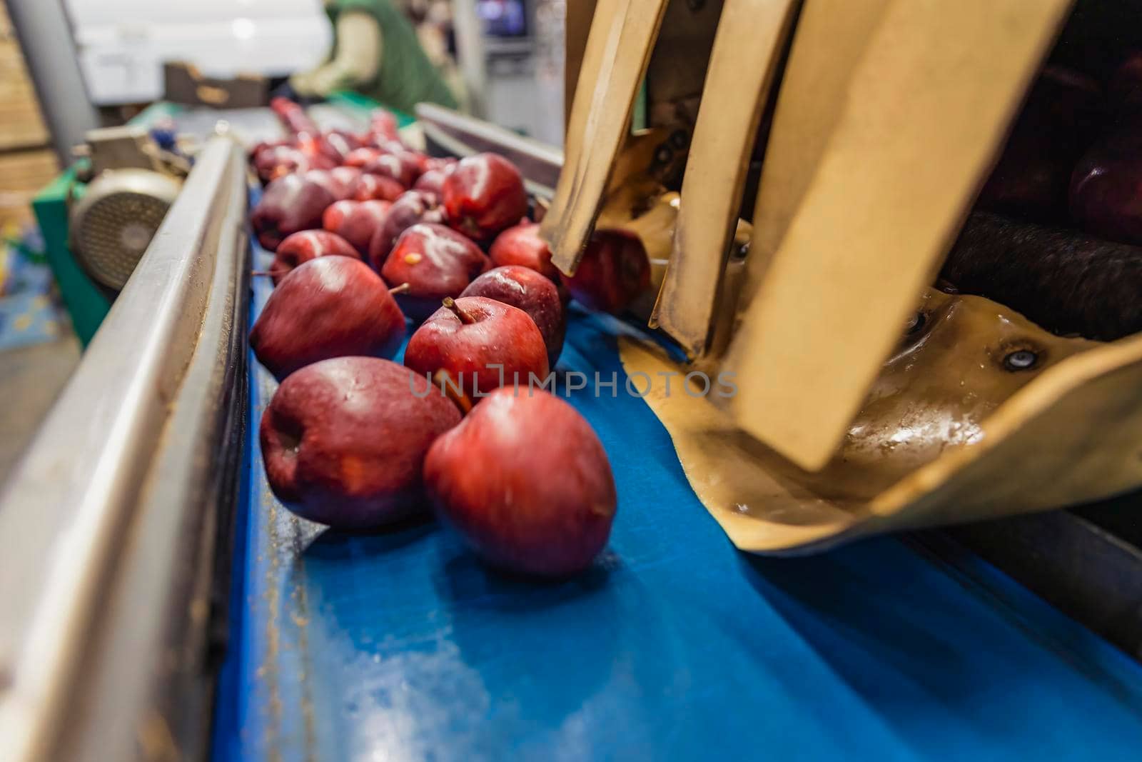 red apples on the packaging line of the enterprise