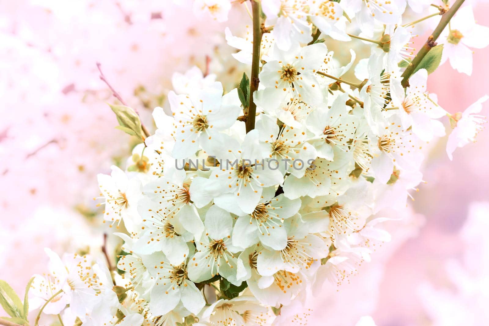 Beautiful white spring flowers on a pink background by jovani68