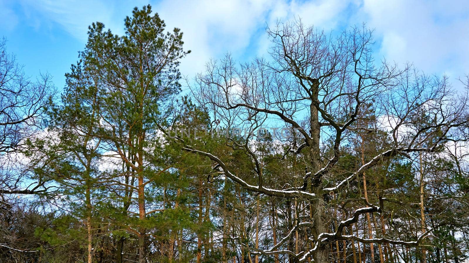 Tree, lawn and winter forest on a frosty sunny day by jovani68