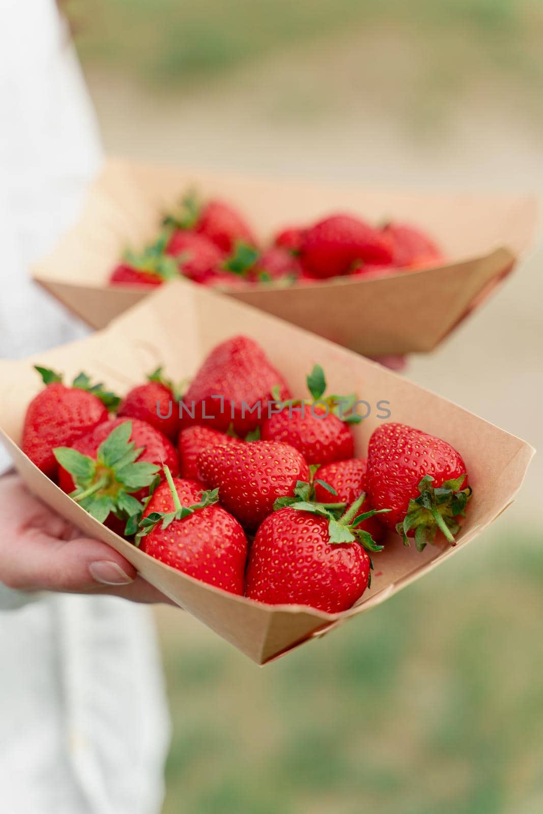Strawberry in disposable eco plate in woman hands on green background.