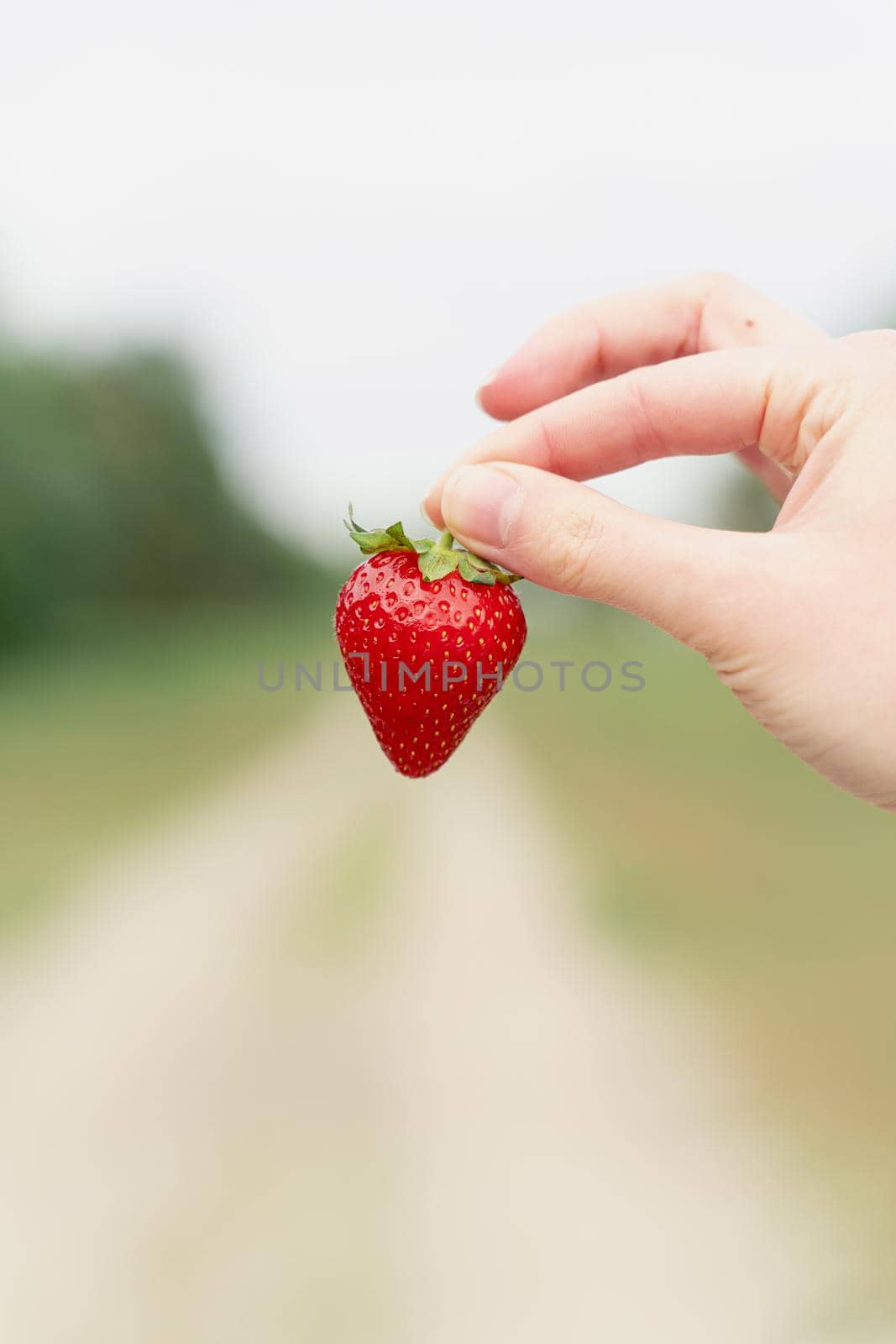 Holding strawberry in hand on green background. Seasonal red berry.