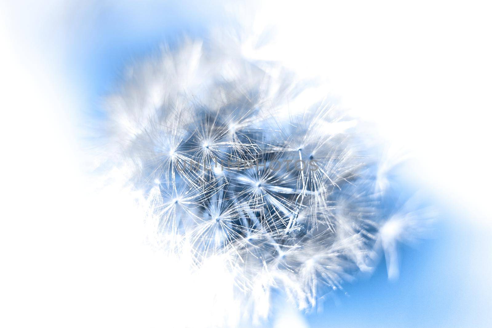 Close-up of a dandelion on a blue sky in a white frame by jovani68