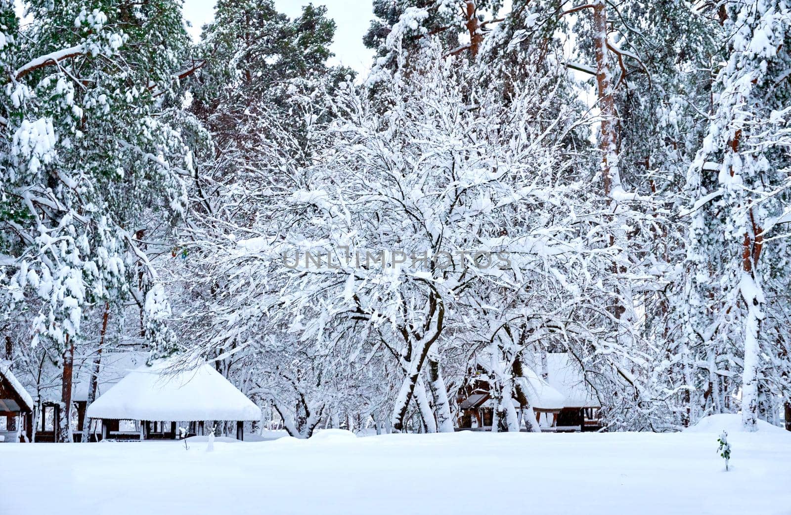 Tree, lawn, small houses and winter forest on a frosty day by jovani68