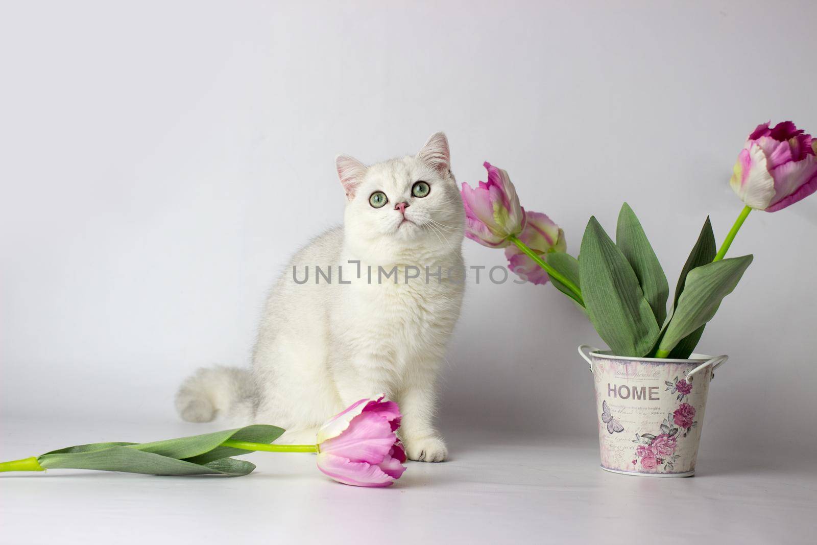British shorthair cat on the white background. Beautiful white cat. Spring decor home.