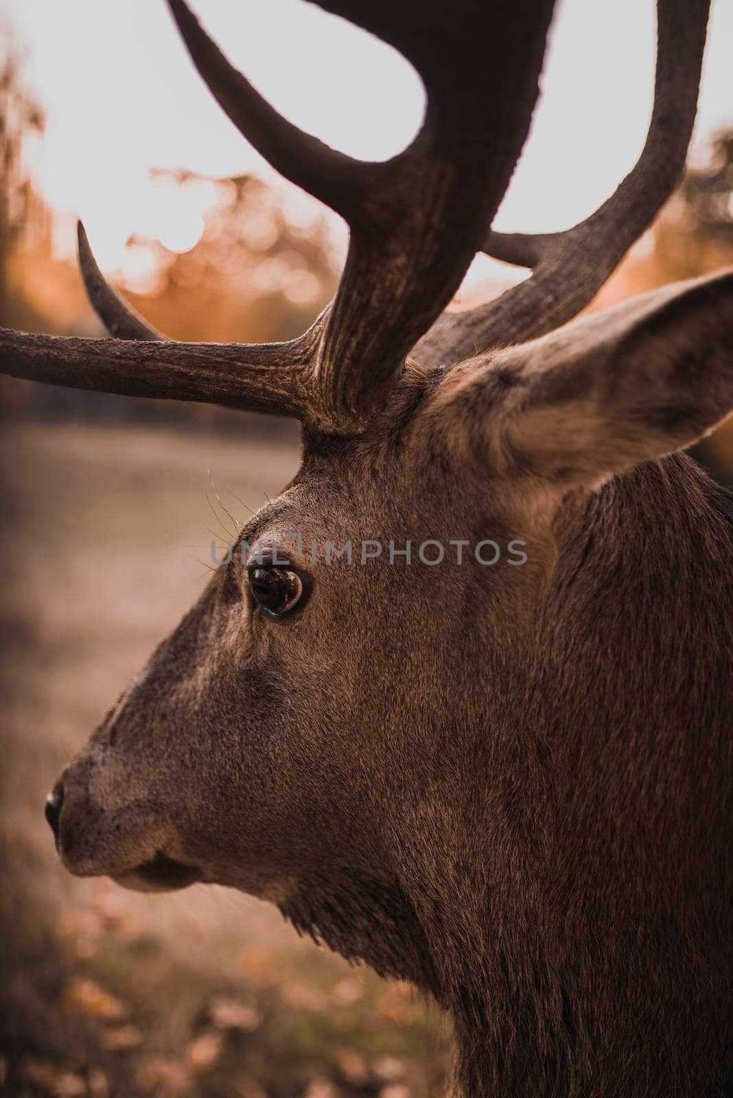 Deer with large branched horns In the natural habitat by AndriiDrachuk