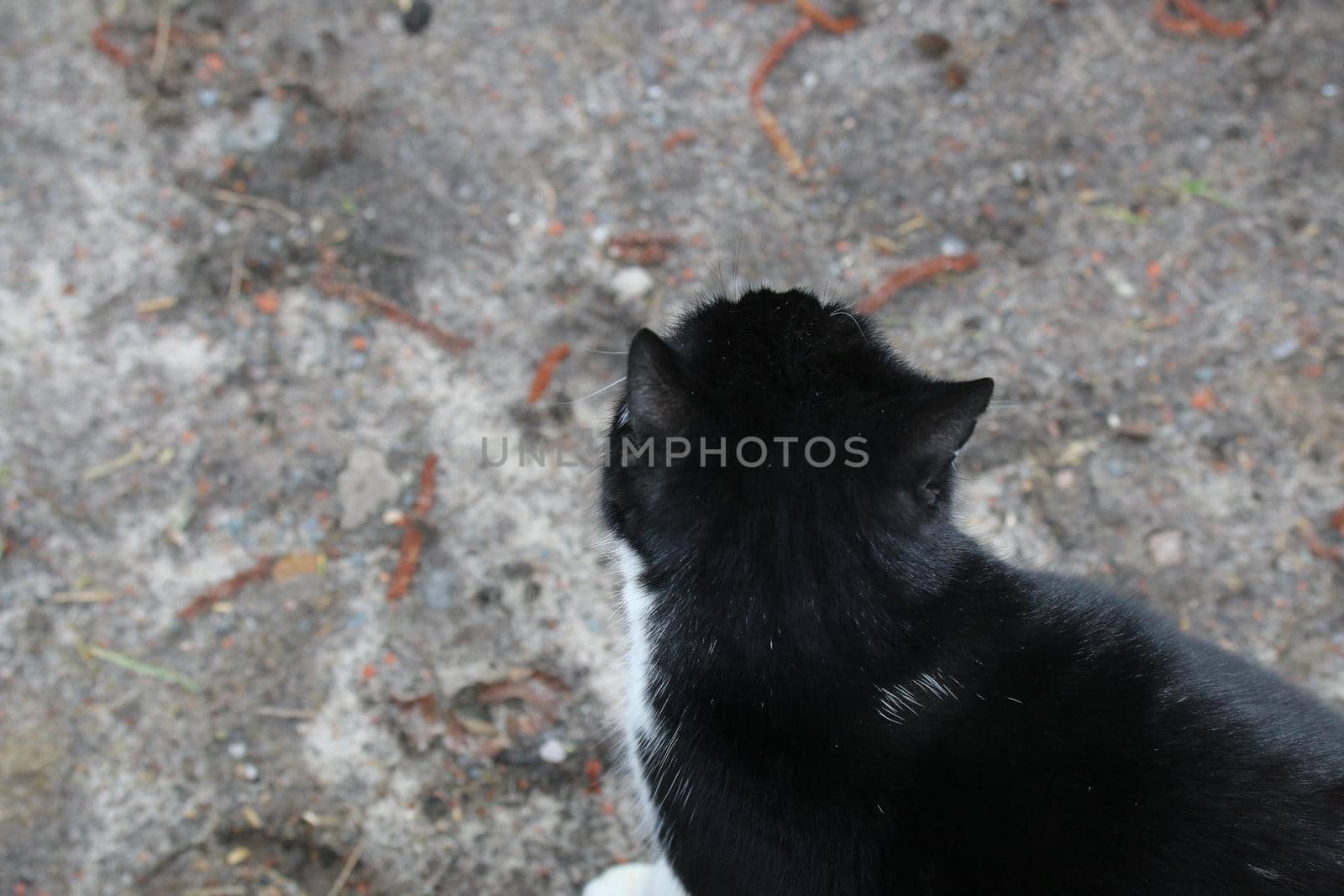 Black cat from aboveagainst a grey undersoil as a close up