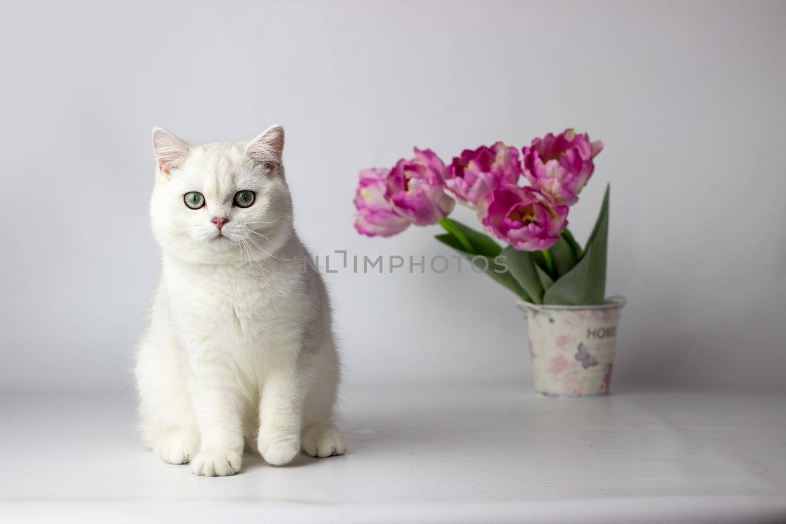 British shorthair cat on the white background. Beautiful white cat. Spring decor home.