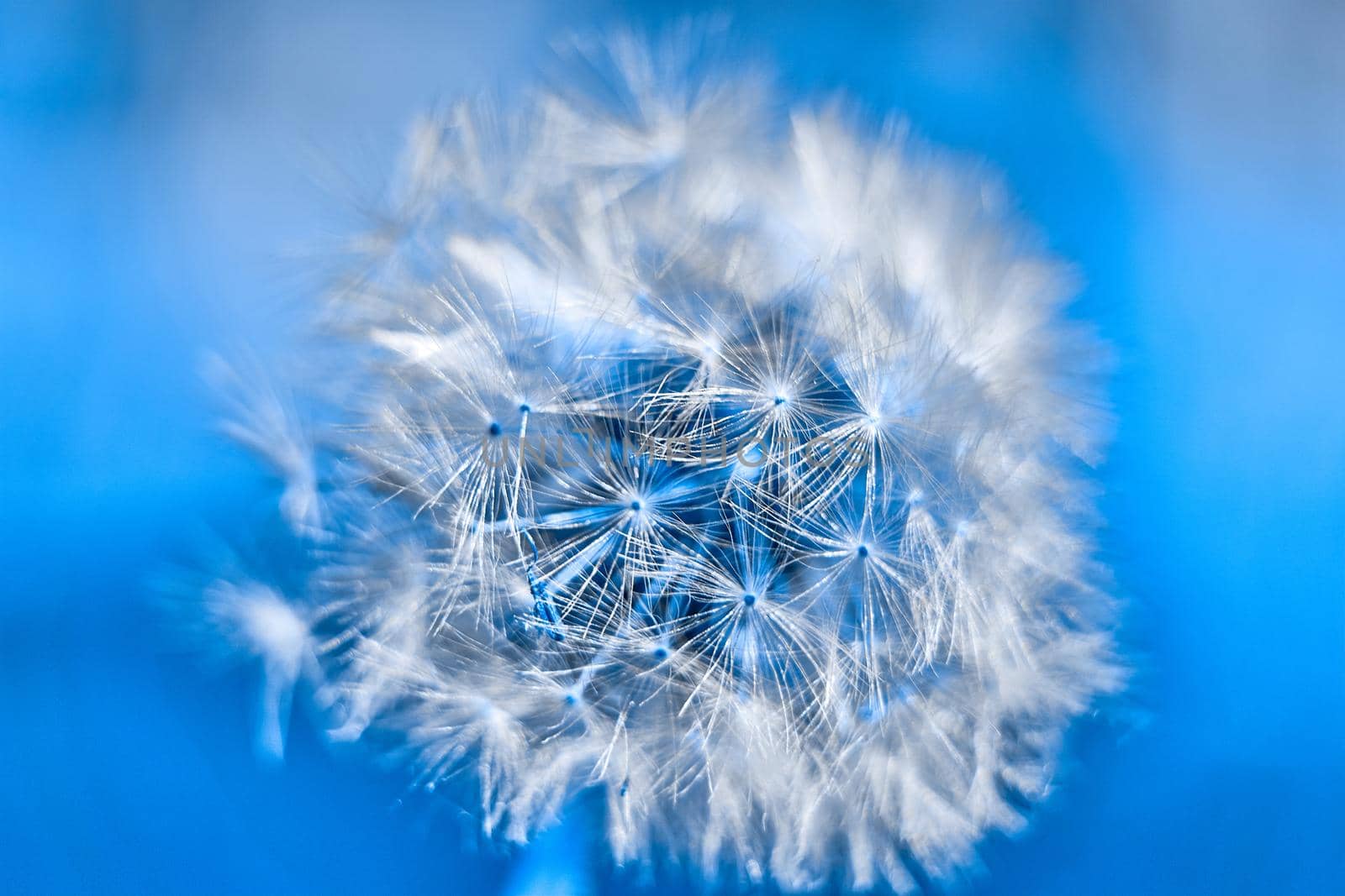 Close-up of a dandelion on a blue sky in a white frame by jovani68