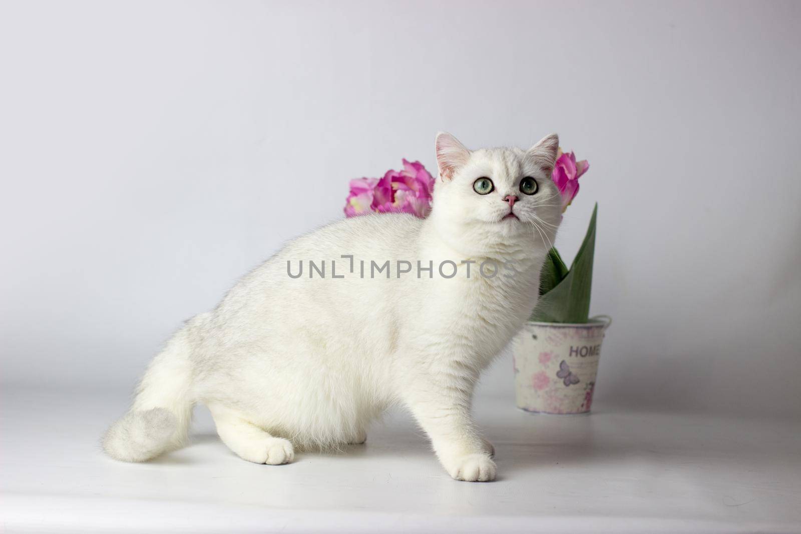 British shorthair cat on the white background. Beautiful white cat. Spring decor home.