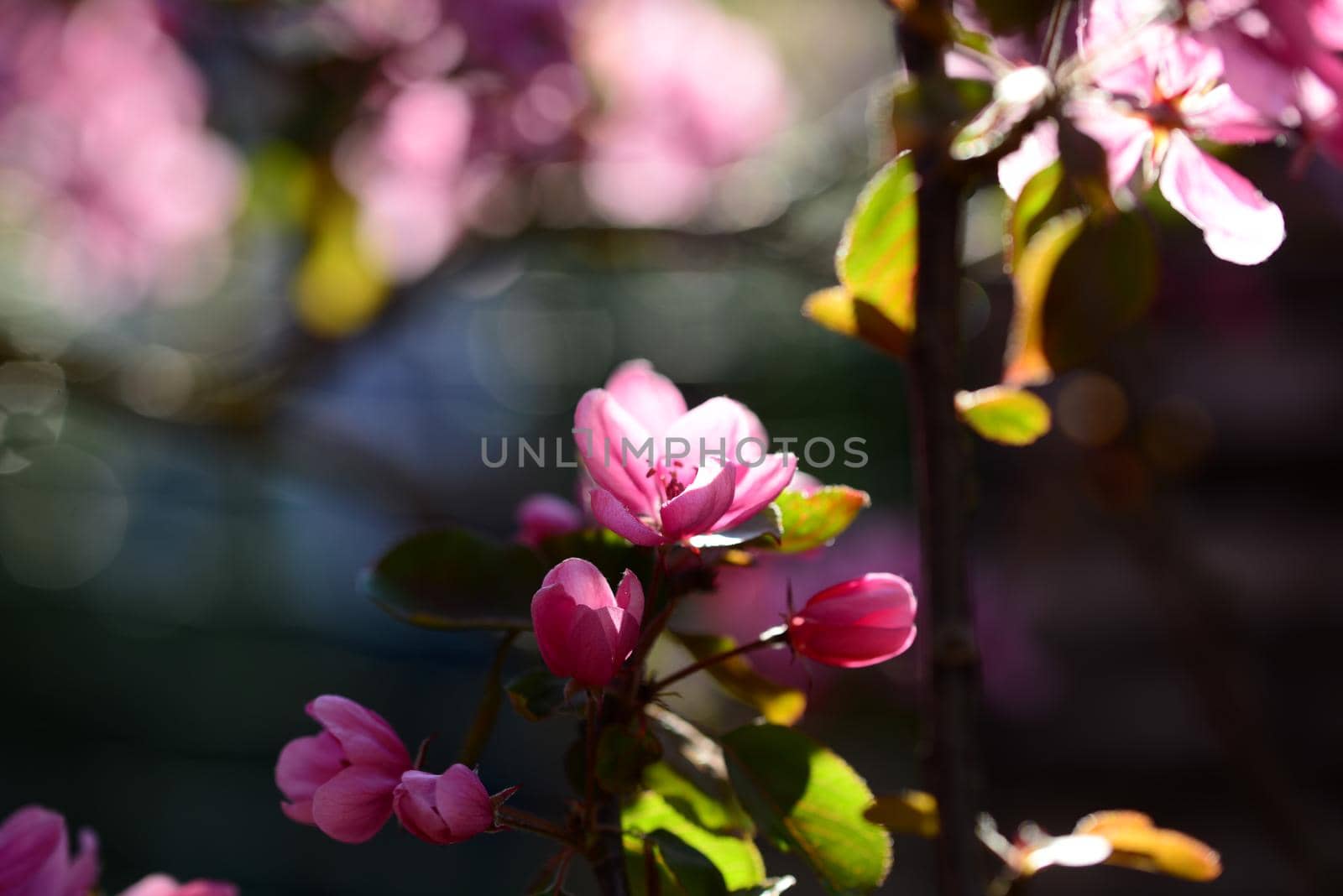 Pink flowering appletree as a close up against a blurred background by Luise123