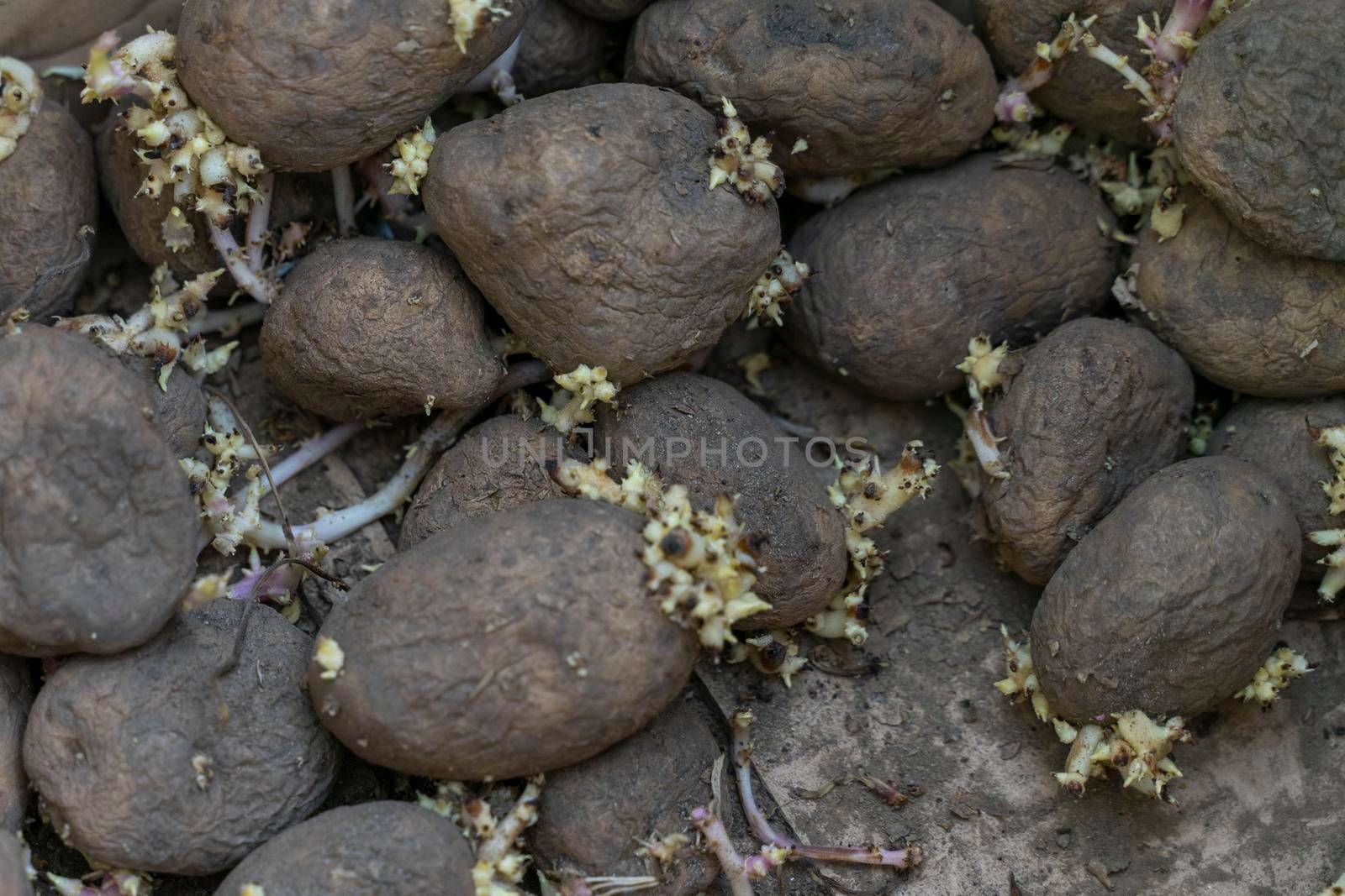 Sprouting seed potatoes ready for planting