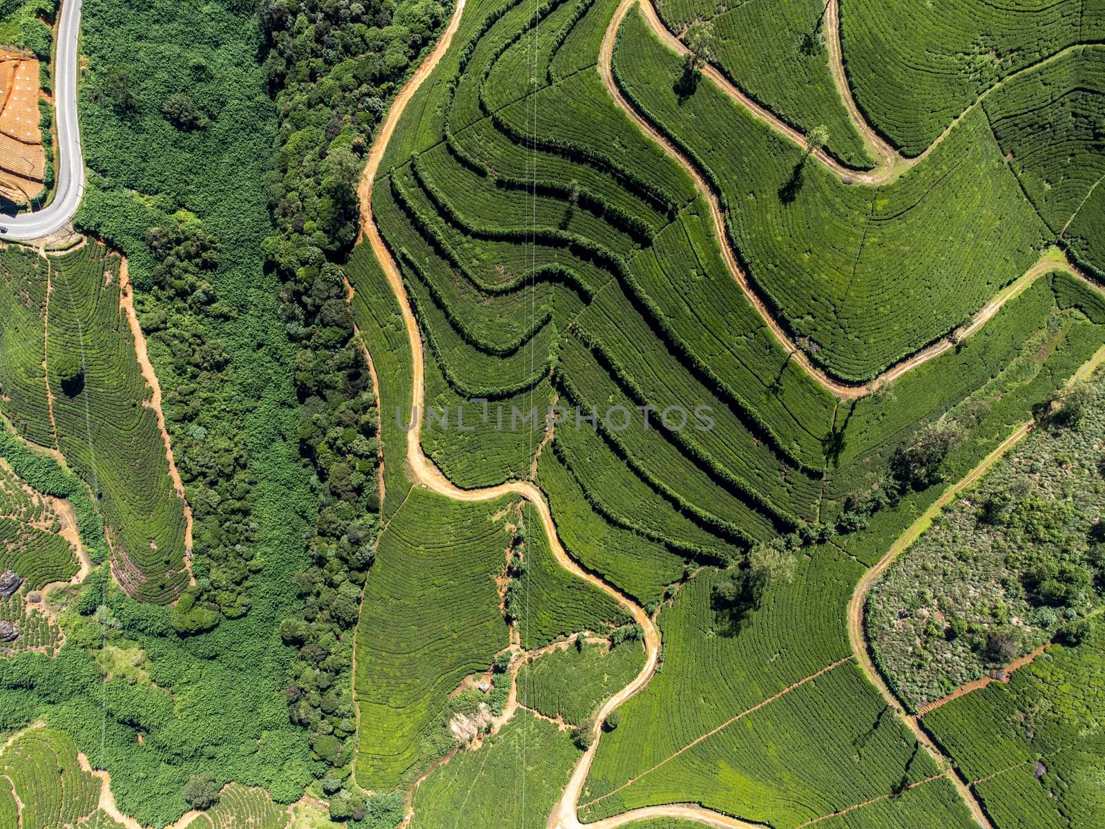 Sri Lanka. Nuwara Eliya region. Alpine green tea plantations on the slopes of the mountains. Shooting from the air on a drone. Sunny day. View - vertically from above.